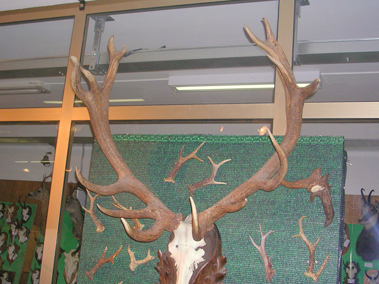 PASSIONE PER IL CERVO